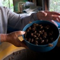 RECOLTE-INSECTES1-374x300